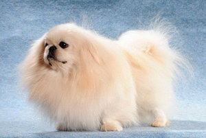 京巴犬吃什么毛發更好 北京犬吃什么食物毛發更有光澤
