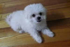 馬爾濟斯幼犬一天喂幾次 馬爾濟斯幼犬喂養方法
