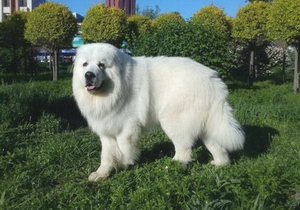 大白熊犬怎么養 大白熊犬喂養注意事項