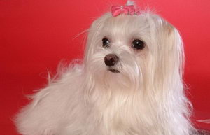馬爾濟斯犬毛發怎么打理 馬爾濟斯犬毛發打理教程