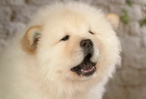 松獅犬怎么美容 松獅犬美容方法詳解