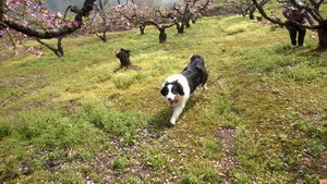邊牧幼犬怎么照顧 邊境牧羊犬幼犬喂養護理知識
