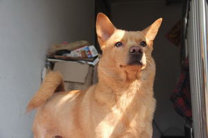 中華田園犬怎么喂養(yǎng) 中華田園犬喂養(yǎng)注意事項
