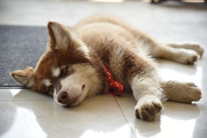狗狗懷孕需要補充什么