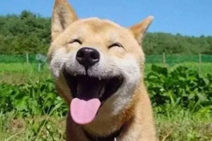 小狗生下來不會吃奶怎么辦
