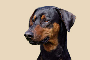 杜賓犬什么時候發情期