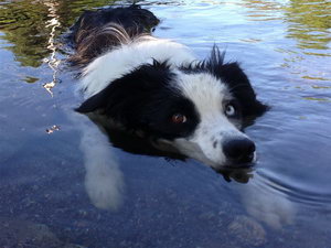 邊境牧羊犬毛發怎么梳理 邊牧梳理毛發方法