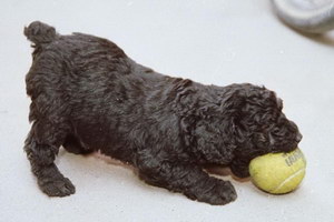 匈牙利牧羊犬怎么養(yǎng) 匈牙利牧羊犬飼養(yǎng)方法及注意事項(xiàng)