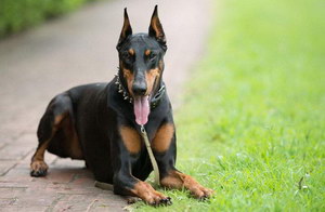 杜賓犬剪耳后要怎么護理 杜賓犬剪耳手術后注意事項