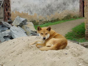 中華田園犬怎么洗澡 中華田園犬洗澡注意事項