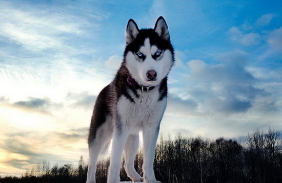 哈士奇怎么養(yǎng) 西伯利亞雪橇犬飼養(yǎng)方法