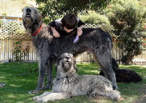 愛爾蘭獵狼犬拉肚子怎么辦 愛爾蘭獵狼犬拉稀治療辦法