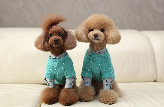 貴賓犬怎么養 貴賓犬飼養方法