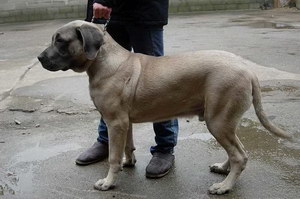 馬士提夫犬發燒怎么解決 馬士提夫獒犬發燒處理方案