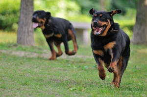 羅威納犬怎么訓練看家 羅威納犬看家訓練