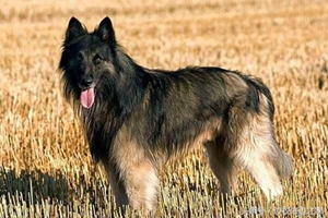 怎么訓練比利時特伏丹犬鉆圈 比利時特伏丹犬鉆圈訓練