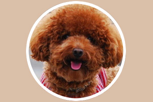 泰迪犬怎么養