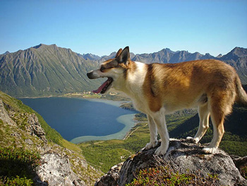 挪威倫德獵犬