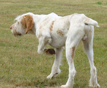 史畢諾犬