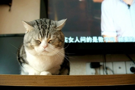 美國短尾貓怎么治療貓癬 美國短尾貓貓?zhí)\治療方法