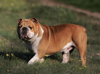 英國(guó)斗牛犬