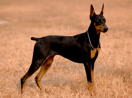 德國杜賓犬
