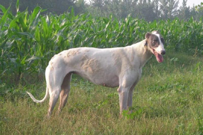 中國細犬