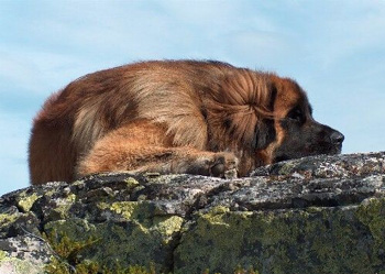 蘭波格犬