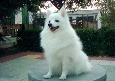 銀狐犬