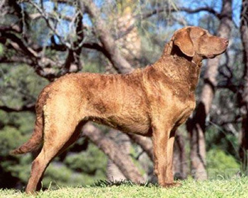 乞沙比克獵犬