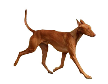 法老王獵犬