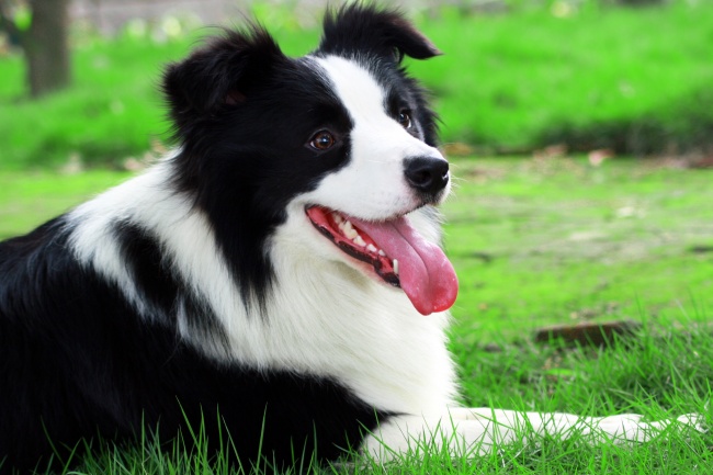 邊境牧羊犬