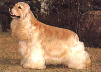 美國可卡犬