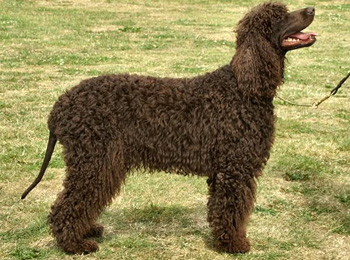 愛爾蘭水獵犬