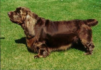 蘇塞克斯獵犬