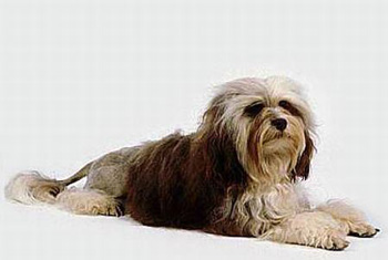 羅秦犬