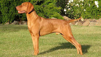 維希拉獵犬