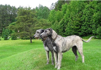 愛爾蘭獵狼犬