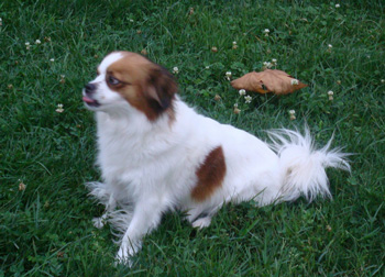 西藏獵犬