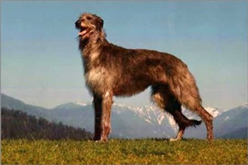 蘇格蘭獵鹿犬