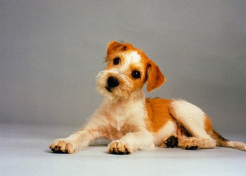 迷你貝吉格里芬凡丁犬