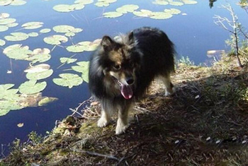 芬蘭拉普獵犬