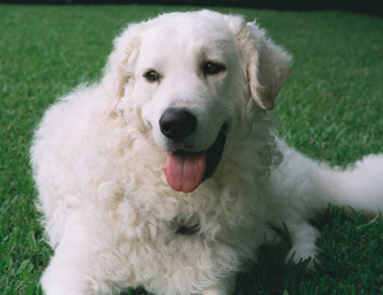 庫瓦茲犬