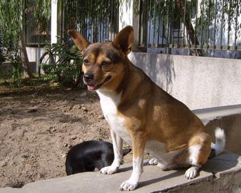 西班牙小獵犬