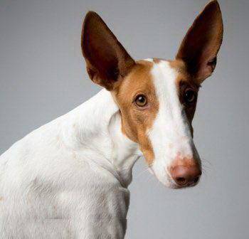 伊比贊獵犬