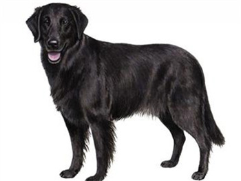 平毛尋回獵犬