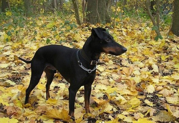 玩具曼徹斯特犬