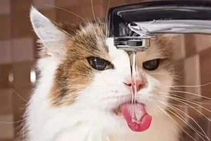 貓咪不愛喝水怎么辦