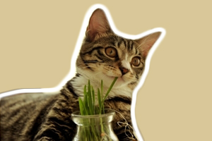 貓草怎么喂