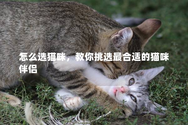 怎么選貓咪，教你挑選最合適的貓咪伴侶